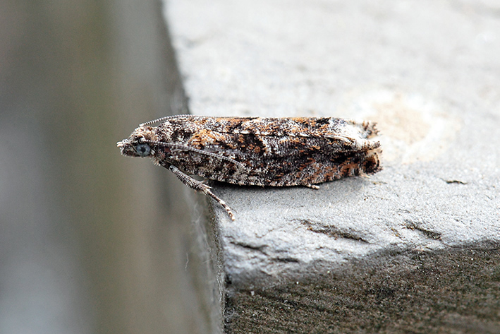 Da determinare - Cf. Epinotia immundana